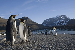Antarctica, South Georgia Island (UK), King Penguins (Aptenodytes patagonicus) along