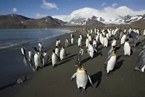 Images Dated 1st March 2006: Antarctica, South Georgia Island (UK), King Penguin (Aptenodytes patagonicus) along