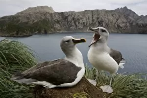 Images Dated 18th February 2006: Antarctica, South Georgia Island (UK), Gray-headed Albatross (Diomedea chrystoma)