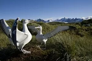 Images Dated 19th February 2006: Antarctica, South Georgia Island (UK), Courtship display of Wandering Albatross