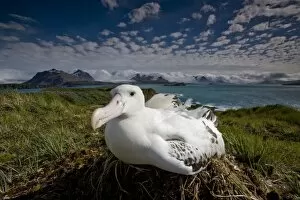 Images Dated 20th February 2006: Antarctica, South Georgia Island (UK), Wandering Albatross (Diomedea exulans) sitting