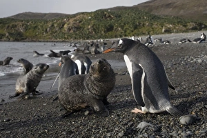Images Dated 22nd February 2006: Antarctica, South Georgia Island (UK), Gentoo Penguins (Pygoscelis papua) and Antarctic Fur Seals