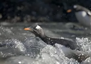 Images Dated 5th March 2006: Antarctica, South Georgia Island (UK), Gentoo Penguins (Pygoscelis papua) swims across