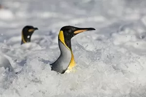 Images Dated 1st March 2006: Antarctica, South Georgia Island (UK), King Penguins (Aptenodytes patagonicus) in