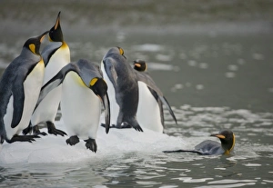 Images Dated 2nd March 2006: Antarctica, South Georgia Island (UK), King Penguins (Aptenodytes patagonicus) swimming
