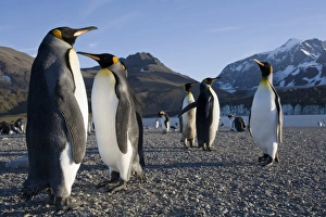 Antarctica, South Georgia Island (UK), King Penguins (Aptenodytes patagonicus) along