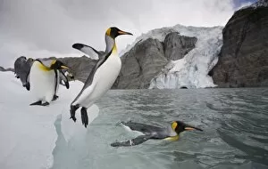 Images Dated 3rd March 2006: Antarctica, South Georgia Island (UK), King Penguin (Aptenodytes patagonicus) leaps