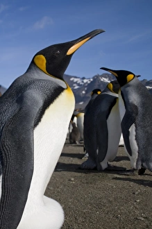 Images Dated 2nd March 2006: Antarctica, South Georgia Island (UK), King Penguins (Aptenodytes patagonicus) along
