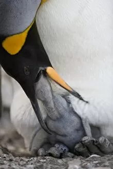Images Dated 18th February 2006: Antarctica, South Georgia Island (UK), King Penguin (Aptenodytes patagonicus) feeding
