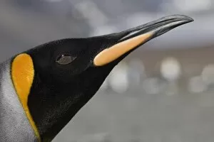 Images Dated 1st March 2006: Antarctica, South Georgia Island (UK), Close-up portrait of King Penguin (Aptenodytes