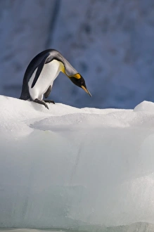 Images Dated 2nd March 2006: Antarctica, South Georgia Island (UK), King Penguins (Aptenodytes patagonicus) swimming