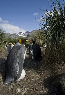 Images Dated 2nd March 2006: Antarctica, South Georgia Island (UK), King Penguins (Aptenodytes patagonicus) nesting