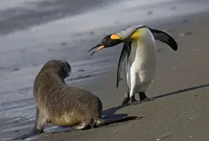 Images Dated 1st March 2006: Antarctica, South Georgia Island (UK)King Penguins (Aptenodytes patagonicus)