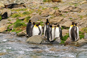 Prints of Antarctica, South Georgia. King penguins next to stream. ©Cathy and Gordon Illg / Jaynes Gallery / DanitaDelimont.com Images Dated 2024 April: Antarctica, South Georgia. King penguins next to stream