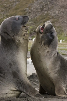 Images Dated 16th January 2008: Antarctica, South Georgia, St. Andrews Bay. Southern Elephant Seals (Mirounga leonina)