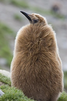 Images Dated 16th January 2008: Antarctica, South Georgia, St. Andrews Bay. King penguin chick in Oakum Boy phase