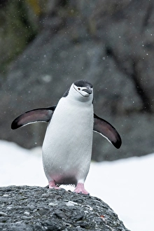 Images Dated 11th January 2024: Antarctica, South Orkney Islands, Coronation Island. Chinstrap penguin in snow