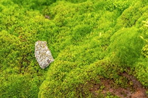 Prints of Antarctica, South Orkney Islands, Signy Island. Mossy terrain at Signy Research Station. ©Cathy and Gordon Illg / Jaynes Gallery / DanitaDelimont.com Images Dated 2024 April: Antarctica, South Orkney Islands