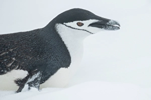 Snowing Prints: Antarctica, South Shetland Islands, Half Moon Bay. Chinstrap penguin toboggining in snow