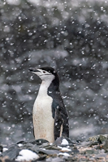 Prints of Antarctica, South Shetland Islands, Half Moon Island. Chinstrap penguin in snowfall. ©Cathy and Gordon Illg / Jaynes Gallery / DanitaDelimont.com Images Dated 2024 April: Antarctica, South Shetland Islands
