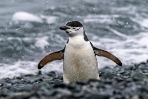 Prints of Antarctica, South Shetland Islands, Half Moon Island. Chinstrap penguin in snowfall. ©Cathy and Gordon Illg / Jaynes Gallery / DanitaDelimont.com Images Dated 2024 April: Antarctica, South Shetland Islands
