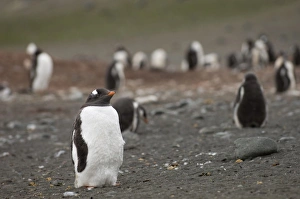 Images Dated 26th January 2006: Antarctica, South Shetland Islands, Aitcho Island, Gentoo Penguin