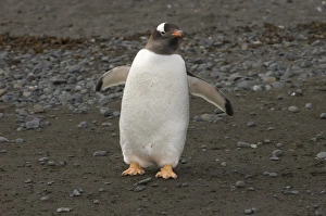 Images Dated 26th January 2006: Antarctica, South Shetland Islands, Aitcho Island, Gentoo Penguin