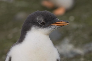 Images Dated 26th January 2006: Antarctica, South Shetland Islands, Aitcho Island, Gentoo Penguin