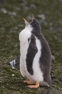 Images Dated 26th January 2006: Antarctica, South Shetland Islands, Aitcho Island, Gentoo Penguin