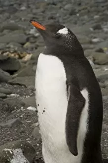 Images Dated 26th January 2006: Antarctica, South Shetlands Islands, Aitcho Island, Gentoo Penguin