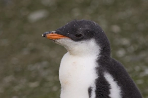 Images Dated 26th January 2006: Antarctica, South Shetlands Islands, Aitcho Island, Gentoo Penguin