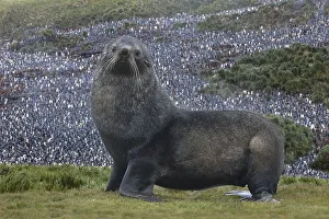 Images Dated 2021: Antarctica, St. George Island. Fur seal close-up and thousands of king penguins in