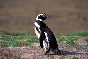 Antarctica, Sub-Antarctic Islands, South Georgia. Magellanic Penguin