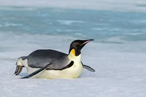 Spheniscidae Prints: Antarctica, Weddell Sea, Snow Hill. Emperor penguin