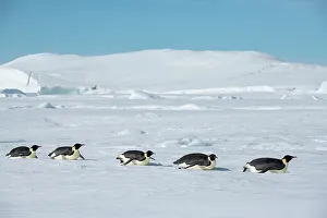 Images Dated 7th January 2023: Antarctica, Weddell Sea, Snow Hill. Emperor penguins toboggining