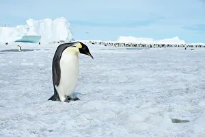 Images Dated 24th December 2022: Antarctica, Weddell Sea, Snow Hill. Emperor penguins adult with colony in distance