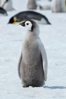 Images Dated 7th January 2023: Antarctica, Weddell Sea, Snow Hill. Emperor penguin chick