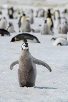 Images Dated 7th January 2023: Antarctica, Weddell Sea, Snow Hill. Emperor penguin chick