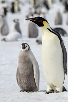 Images Dated 24th December 2022: Antarctica, Weddell Sea, Snow Hill. Emperor penguins adult with chicks