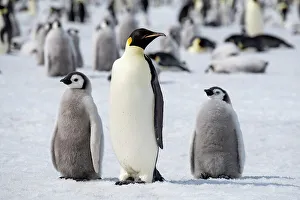Images Dated 24th December 2022: Antarctica, Weddell Sea, Snow Hill. Emperor penguins adult with chicks