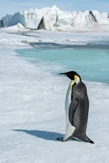 Images Dated 25th December 2022: Antarctica, Weddell Sea, Snow Hill. Emperor penguin
