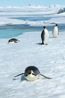 Images Dated 25th December 2022: Antarctica, Weddell Sea, Snow Hill. Emperor penguins toboggining