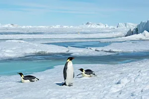 Images Dated 7th January 2023: Antarctica, Weddell Sea, Snow Hill. Emperor penguins