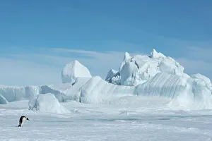 Images Dated 25th December 2022: Antarctica, Weddell Sea, Snow Hill. Emperor penguin with iceberg in the distance