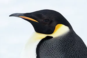 Images Dated 25th December 2022: Antarctica, Weddell Sea, Snow Hill. Emperor penguins head detail