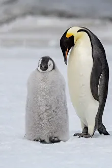 Antarctica, Weddell Sea, Snow Hill. Emperor penguins chick with adult