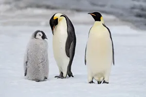 Images Dated 24th December 2022: Antarctica, Weddell Sea, Snow Hill. Emperor penguins chick with adult
