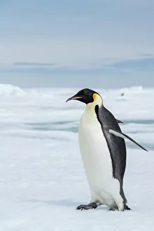 Images Dated 24th December 2022: Antarctica, Weddell Sea, Snow Hill. Emperor penguins
