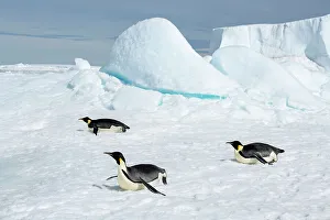 Images Dated 24th December 2022: Antarctica, Weddell Sea, Snow Hill. Emperor penguins toboggining