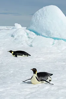 Images Dated 24th December 2022: Antarctica, Weddell Sea, Snow Hill. Emperor penguins toboggining